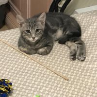 Billy - chaton timide #0