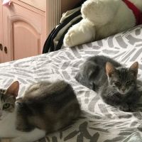 Billy - chaton timide #4