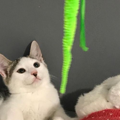 Blanco- chaton timide