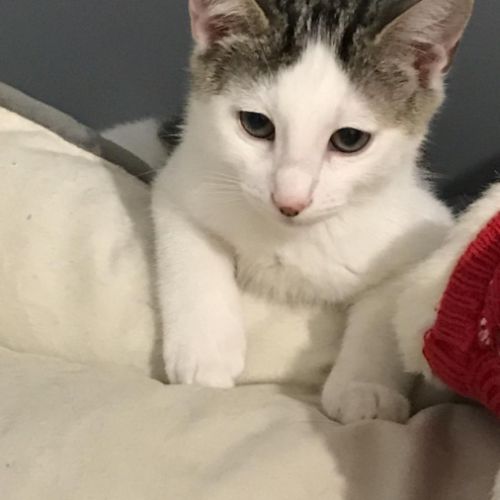 Blanco- chaton timide #4