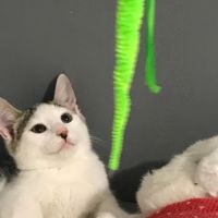 Blanco- chaton timide #0