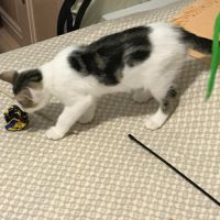 Blanco- chaton timide #3