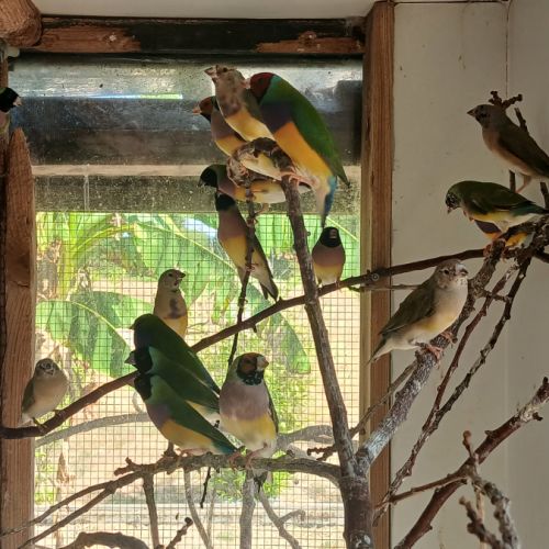 Diamant de gould