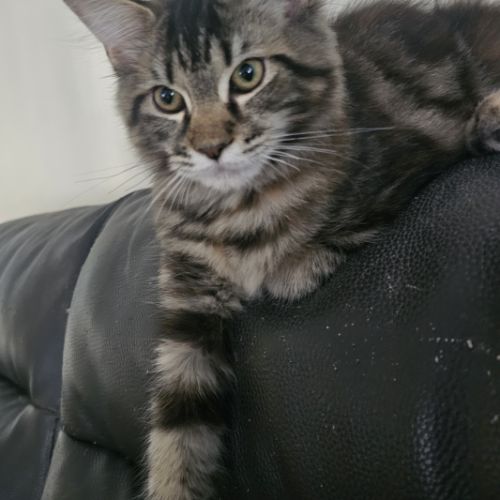 Maine coon femelle loof #3
