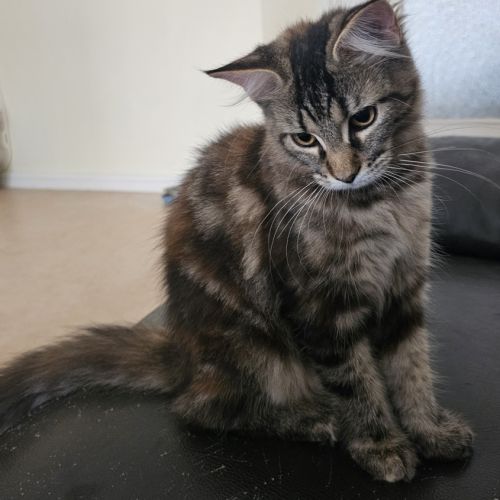 Maine coon femelle loof #5