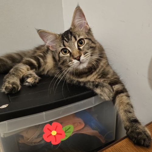 Maine coon femelle loof #6