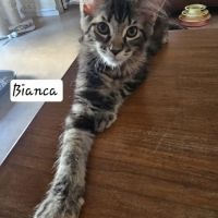 Maine coon femelle loof