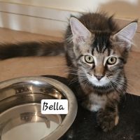 Maine coon femelle loof #2