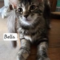 Maine coon femelle loof #4