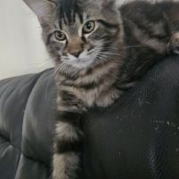Maine coon femelle loof #3