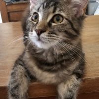 Maine coon femelle loof #4