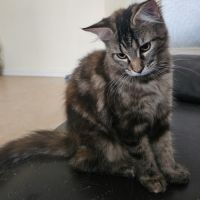 Maine coon femelle loof #5