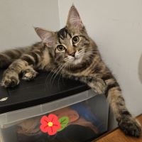 Maine coon femelle loof #6