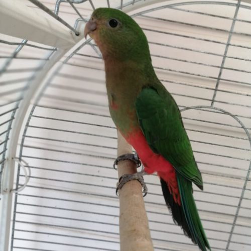 Conure perlata #2