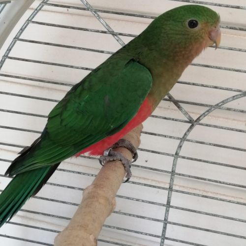 Conure perlata #0