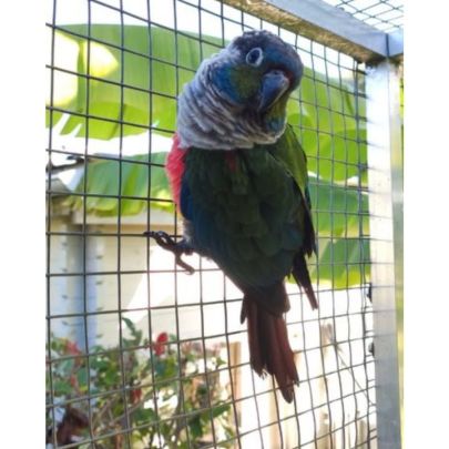 Conure perlata #4