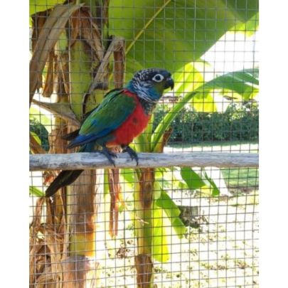 Conure perlata #5