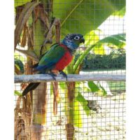 Conure perlata #1