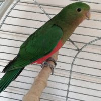 Conure perlata