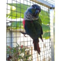 Conure perlata #4