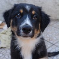 Notre petit bachille cherche la famille idéal