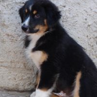 Notre petit bachille cherche la famille idéal #3