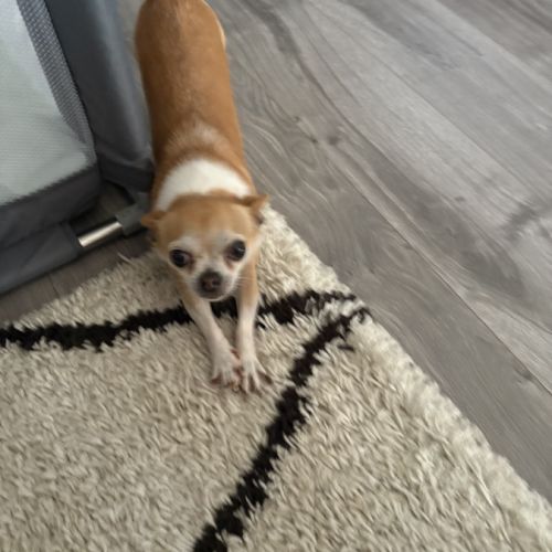 🐾 lucky & oupette, deux petits chihuahuas à la re #3
