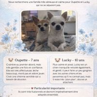 🐾 lucky & oupette, deux petits chihuahuas à la re #1