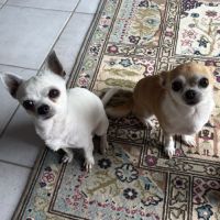 🐾 lucky & oupette, deux petits chihuahuas à la re