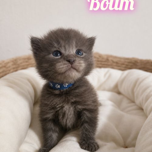 Chaton maine coon #2