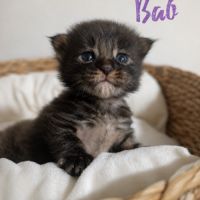 Chaton maine coon