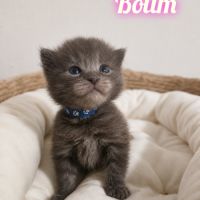 Chaton maine coon #2