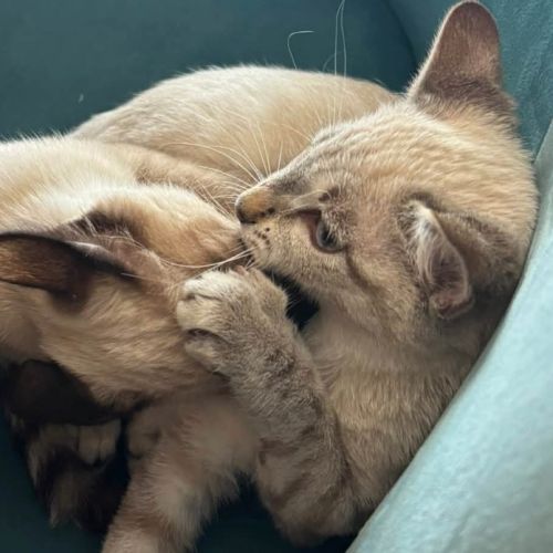 Athena et amazone #4