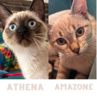 Athena et amazone
