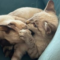 Athena et amazone #4