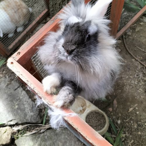 Recherche lapin male tête de lion #1
