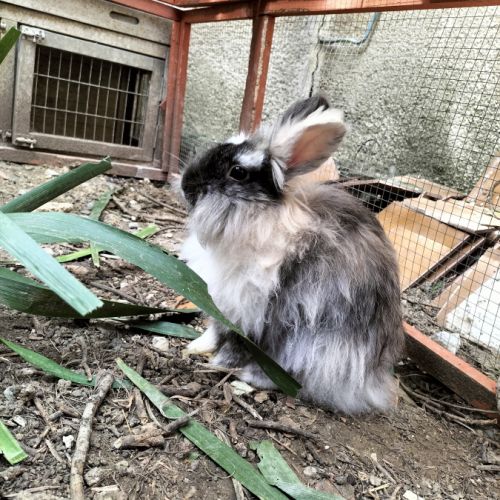 Recherche lapin male tête de lion #0