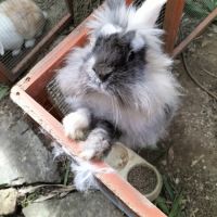 Recherche lapin male tête de lion #1