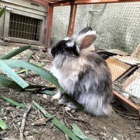 Recherche lapin male tête de lion
