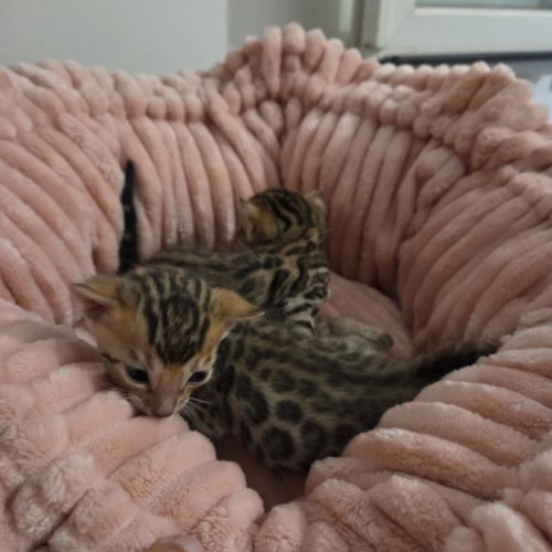 Chatons bengal #3
