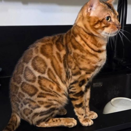 Chatons bengal #5