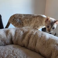 Chatons bengal