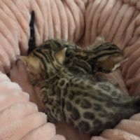 Chatons bengal #2
