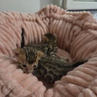 Chatons bengal #3