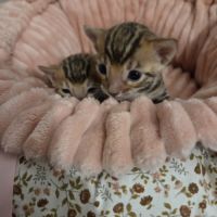 Chatons bengal #4