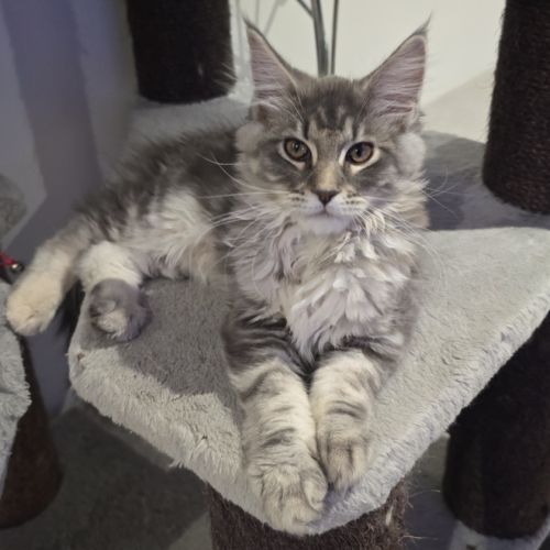 Chaton maine coon loof #1