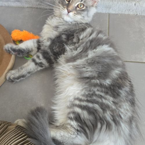 Chaton maine coon loof #2