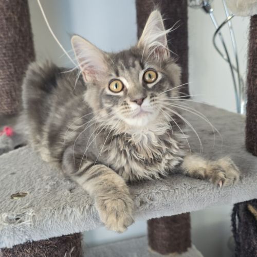 Chaton maine coon loof
