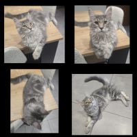 Chaton maine coon loof