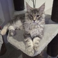 Chaton maine coon loof #1